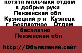 котята мальчики отдам в добрые руки - Пензенская обл., Кузнецкий р-н, Кузнецк г. Бесплатное » Отдам бесплатно   . Пензенская обл.